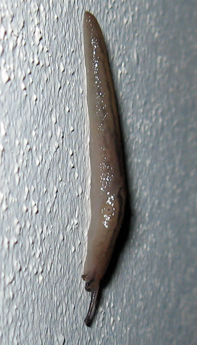 Lehmannia sp?